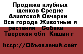 Продажа клубных щенков Средне Азиатской Овчарки - Все города Животные и растения » Собаки   . Тверская обл.,Кашин г.